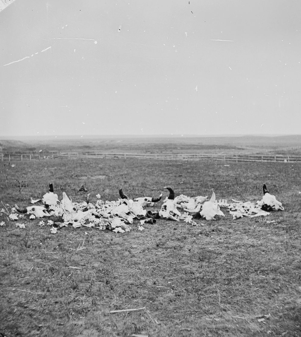 A low heap of buffalo skulls, horns and bones on open grassland, with a rail fence and a flat horizon behind.