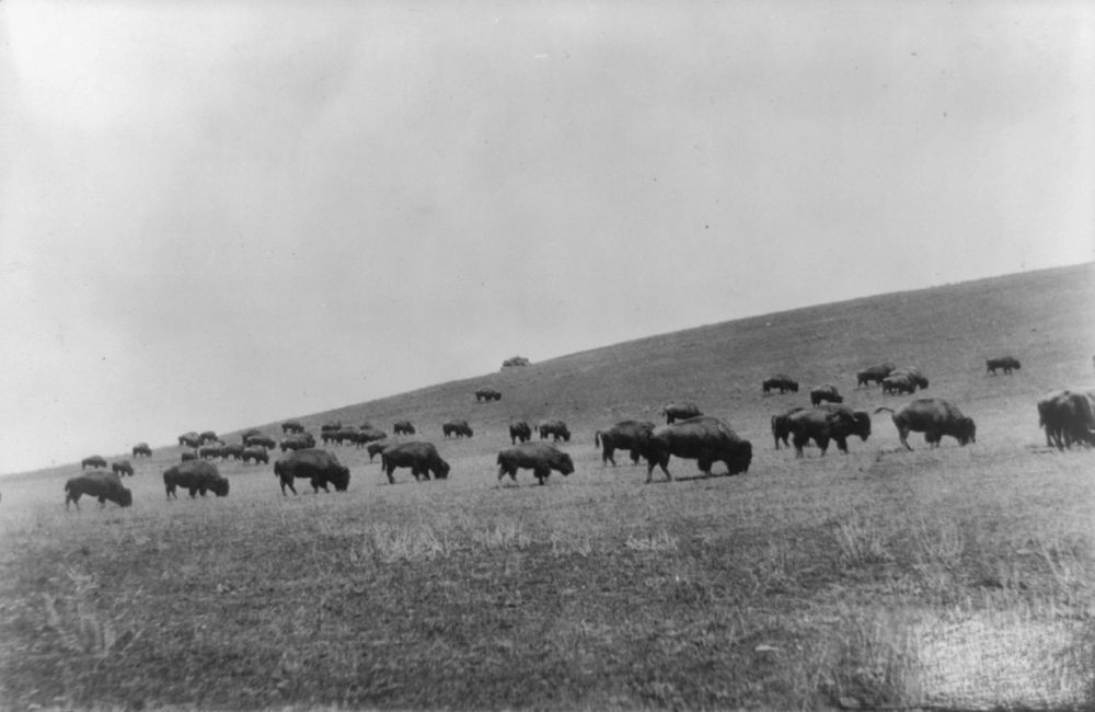 About forty buffalo grazing across a grassy slope under a pale sky.