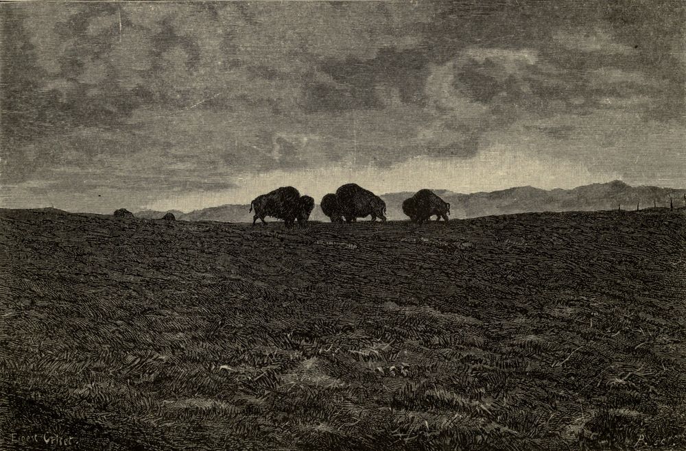 A few buffalo in silhouette on a dark rise of prairie under a heavy, clouded sky, with low mountains on the horizon.