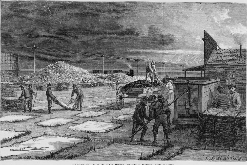 A trader&rsquo;s yard beside a railway. Hides are pegged out flat to dry, men load a wagon and work a press that bales the hides, and a great heap of bones rises behind them next to a waiting train.