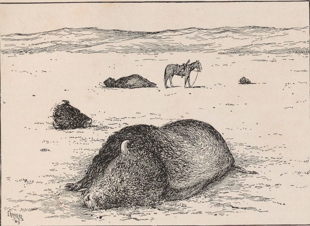 A dead buffalo bull lies on its side in the foreground of a bare plain. Two more carcasses and a saddled horse are behind it.