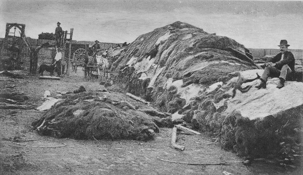 A long, head-high stack of baled buffalo hides in a trader&rsquo;s yard. Workmen, wagons, mules and a dog stand at the left; a man in a hat sits on top of the pile at the right.