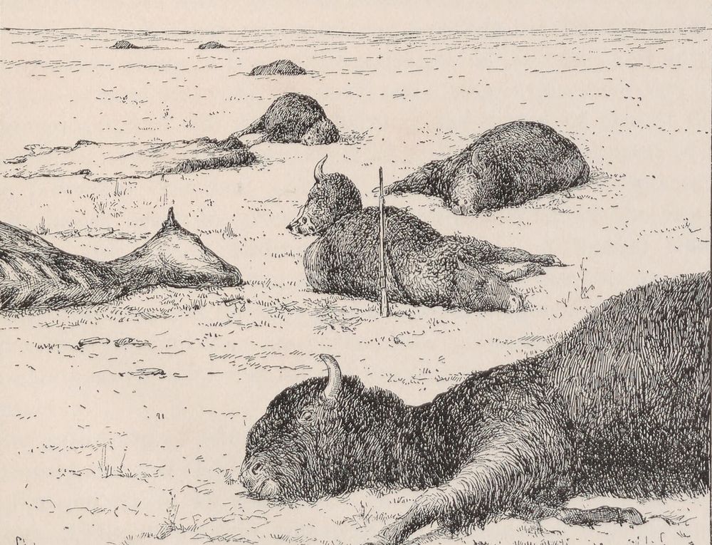 Dead buffalo lying on snow-covered prairie, some already skinned, with a rifle standing upright in the snow among them.