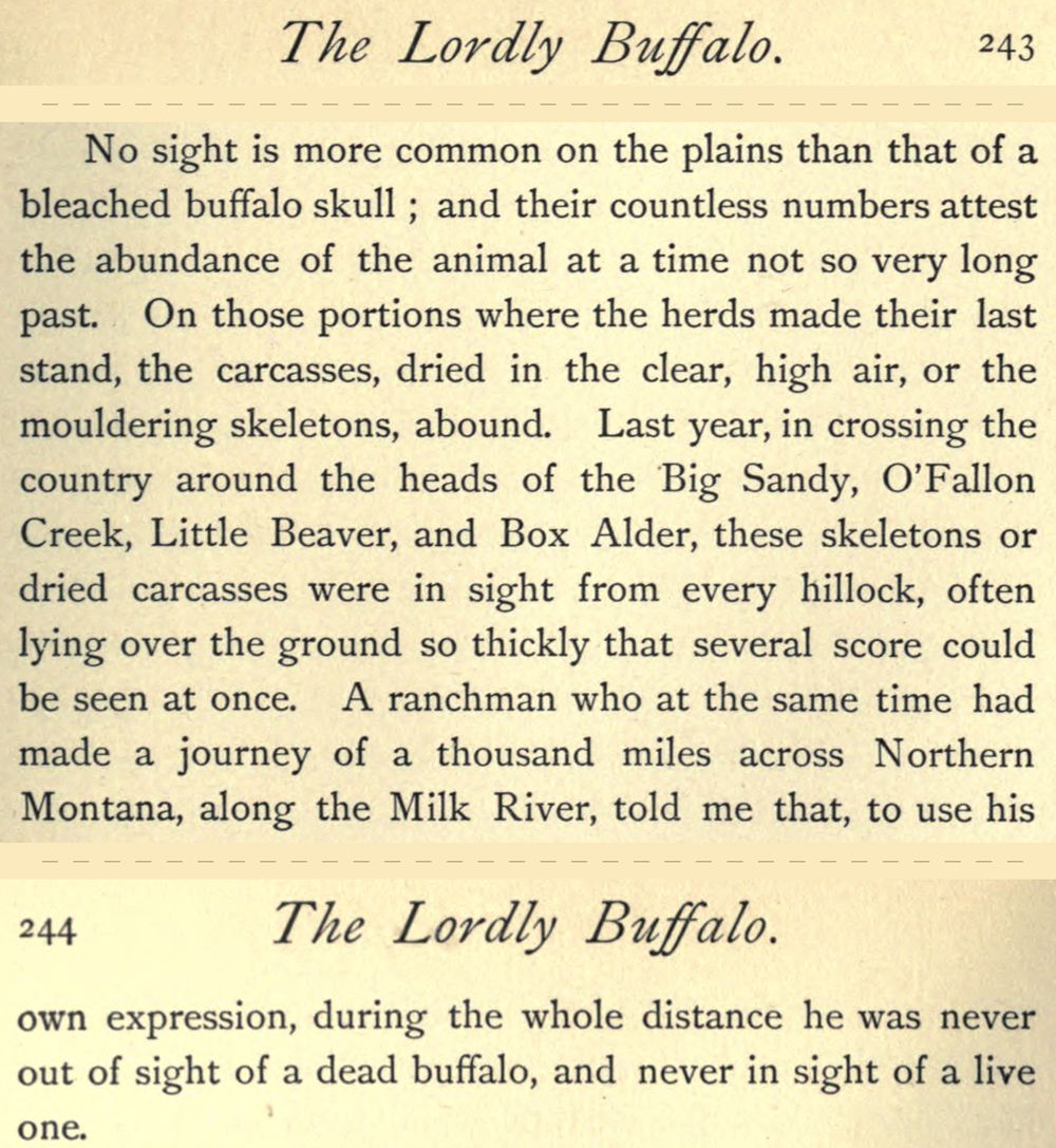 The foot of page 243 and the top of page 244 of a book, both headed &ldquo;The Lordly Buffalo&rdquo;. The passage ends: &ldquo;during the whole distance he was never out of sight of a dead buffalo, and never in sight of a live one.&rdquo;