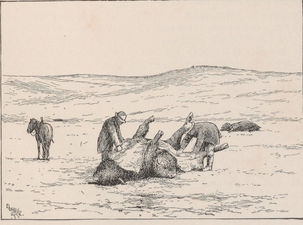 Two men in hats bend over a buffalo carcass rolled on its back, pulling the hide away from it. A horse stands to the left; another carcass lies behind.