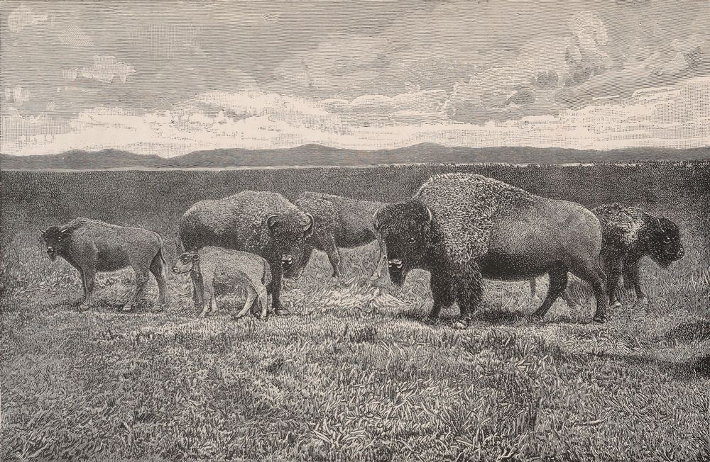 Six mounted buffalo, a bull, cows and calves, stand on a patch of prairie in front of a painted sky and hills.