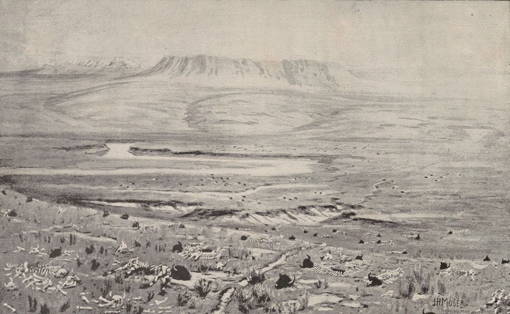 A wide, empty valley under a flat-topped butte. Bleached buffalo skeletons, skulls and horns lie scattered through the grass in the foreground.