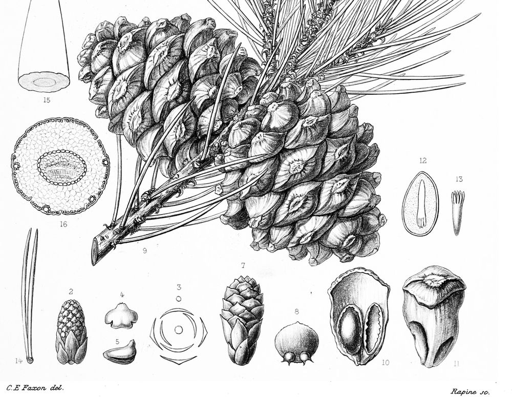 A botanical engraving of a single-leaf pinon branch: a large open cone among long needles, with the seeds drawn whole and cut in half beside it.
